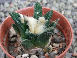 Ariocarpus bravoanus El Ňuňez pot 5,5 cm - 12401482