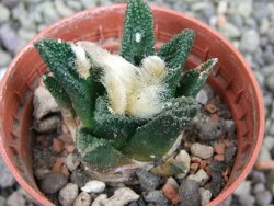 Ariocarpus bravoanus El Ňuňez pot 5,5 cm - 12401484