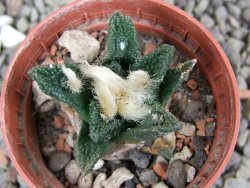 Ariocarpus bravoanus El Ňuňez pot 5,5 cm - 12401485