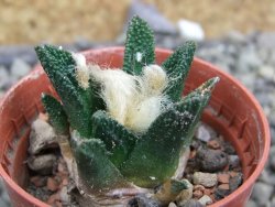 Ariocarpus bravoanus El Ňuňez pot 5,5 cm - 12401486