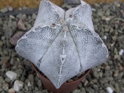 Astrophytum coahuilense snow (Super Coahuilense), pot 5,5 cm