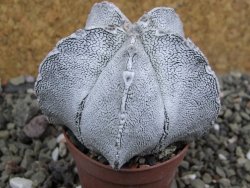 Astrophytum coahuilense snow (Super Coahuilense), pot 5,5 cm - 12401488