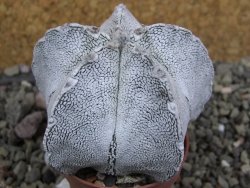 Astrophytum coahuilense snow (Super Coahuilense), pot 5,5 cm - 12401489