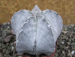 Astrophytum coahuilense snow (Super Coahuilense), pot 5,5 cm - 12401490