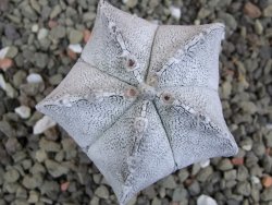 Astrophytum coahuilense snow (Super Coahuilense), pot 5,5 cm - 12401491