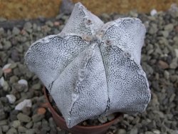 Astrophytum coahuilense snow (Super Coahuilense), pot 5,5 cm - 12401492