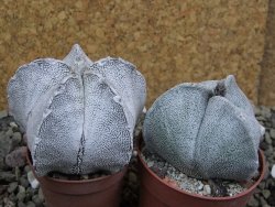 Astrophytum coahuilense snow (Super Coahuilense), pot 5,5 cm - 12401493