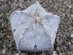 Astrophytum coahuilense snow (Super Coahuilense), pot 5,5 cm DUPLIKÁT