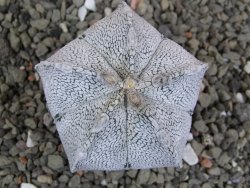 Astrophytum coahuilense snow (Super Coahuilense), pot 5,5 cm DUPLIKÁT - 12401495