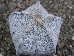 Astrophytum coahuilense snow (Super Coahuilense), pot 5,5 cm DUPLIKÁT - 12401496