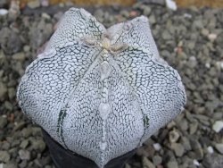 Astrophytum coahuilense snow (Super Coahuilense), pot 5,5 cm DUPLIKÁT - 12401497