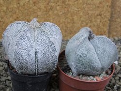 Astrophytum coahuilense snow (Super Coahuilense), pot 5,5 cm DUPLIKÁT - 12401498