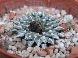 Ariocarpus kotschoubeyanus albiflorus Tula pot 5,5 cm - 12401500