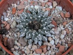 Ariocarpus kotschoubeyanus albiflorus Tula pot 5,5 cm - 12401501