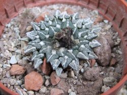 Ariocarpus kotschoubeyanus albiflorus Tula pot 5,5 cm - 12401502