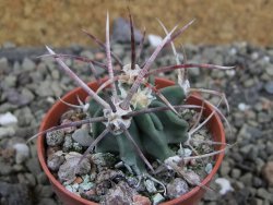 Echinocactus parryi Ciudad Juarez, pot 5,5 cm