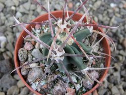 Echinocactus parryi Ciudad Juarez, pot 5,5 cm - 12401504