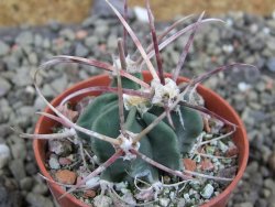 Echinocactus parryi Ciudad Juarez, pot 5,5 cm - 12401505