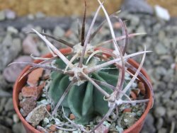 Echinocactus parryi Ciudad Juarez, pot 5,5 cm - 12401506