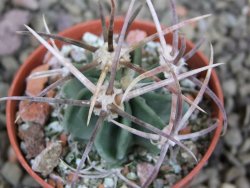 Echinocactus parryi Ciudad Juarez, pot 5,5 cm - 12401507