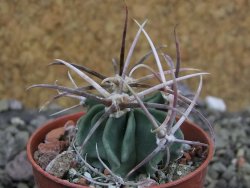 Echinocactus parryi Ciudad Juarez, pot 5,5 cm - 12401508