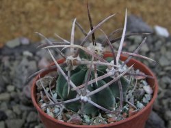 Echinocactus parryi Ciudad Juarez, pot 5,5 cm