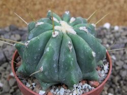 Ferocactus glaucescens inermis, pot 6,5 cm