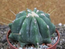 Ferocactus glaucescens inermis, pot 6,5 cm - 12401522