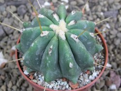 Ferocactus glaucescens inermis, pot 6,5 cm - 12401523