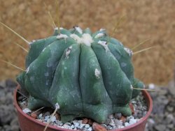 Ferocactus glaucescens inermis, pot 6,5 cm - 12401524