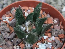 Ariocarpus bravoanus El Ňuňez pot 6,5 cm - 12401544