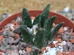 Ariocarpus bravoanus El Ňuňez pot 6,5 cm