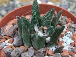 Ariocarpus bravoanus El Ňuňez pot 6,5 cm - 12401546