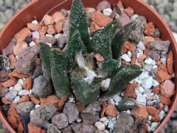 Ariocarpus bravoanus El Ňuňez pot 6,5 cm - 12401547