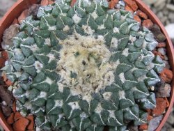 Ariocarpus kotschoubeyanus sladkovskii Rio Verde pot 6,5 cm - 12401529