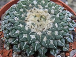 Ariocarpus kotschoubeyanus sladkovskii Rio Verde pot 6,5 cm - 12401530