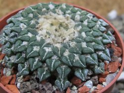 Ariocarpus kotschoubeyanus sladkovskii Rio Verde pot 6,5 cm