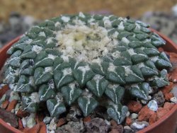 Ariocarpus kotschoubeyanus sladkovskii Rio Verde pot 6,5 cm - 12401532