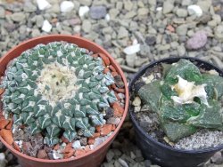 Ariocarpus kotschoubeyanus sladkovskii Rio Verde pot 6,5 cm - 12401533