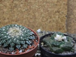 Ariocarpus kotschoubeyanus sladkovskii Rio Verde pot 6,5 cm - 12401534