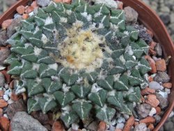 Ariocarpus kotschoubeyanus sladkovskii Rio Verde pot 8,5 cm