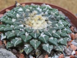 Ariocarpus kotschoubeyanus sladkovskii Rio Verde pot 8,5 cm - 12401536