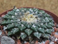 Ariocarpus kotschoubeyanus sladkovskii Rio Verde pot 8,5 cm - 12401537