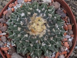 Ariocarpus kotschoubeyanus sladkovskii Rio Verde pot 8,5 cm - 12401538