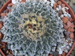 Ariocarpus kotschoubeyanus albiflorus Tula pot 6,5 cm - 12401540