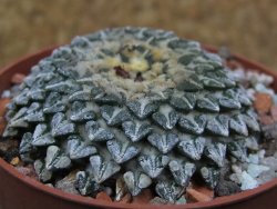 Ariocarpus kotschoubeyanus albiflorus Tula pot 6,5 cm - 12401541