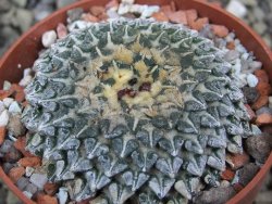 Ariocarpus kotschoubeyanus albiflorus Tula pot 6,5 cm - 12401543