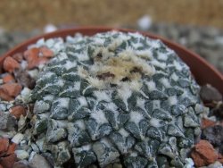 Ariocarpus kotschoubeyanus albiflorus Tula pot 6,5 cm - 12401549