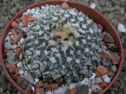 Ariocarpus kotschoubeyanus albiflorus Tula pot 6,5 cm - 12401550