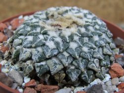 Ariocarpus kotschoubeyanus albiflorus Tula pot 6,5 cm - 12401551